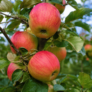 Pommier Jonagold