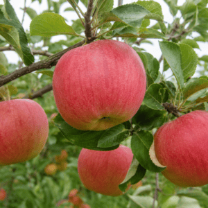 Pommier Melrose