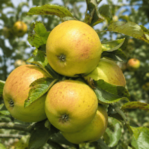 Pommier Reines des reinettes