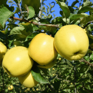 Pommier Golden Delicious