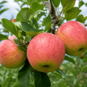 Pommier Fuji