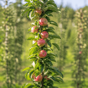 Pommier colonnaire Sonate