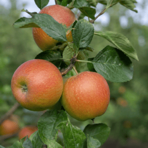 Pommier Cox orange peppin