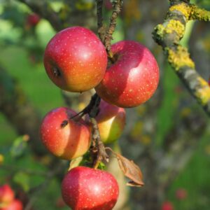 Pommier Belle de Boskoop