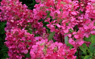13686_1 hortensia