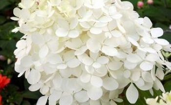 4446_3 hortensia