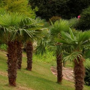 6332_3 tracheycarpus