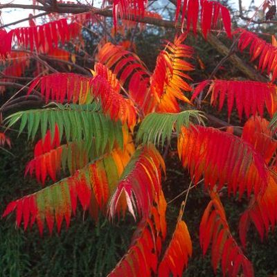 894_3 rhus