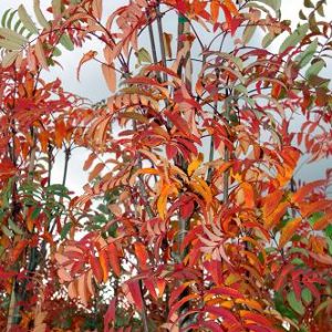 959_2 sorbus