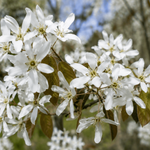 amelanchier