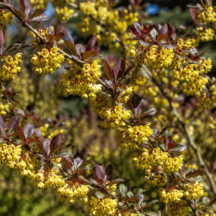 berberis