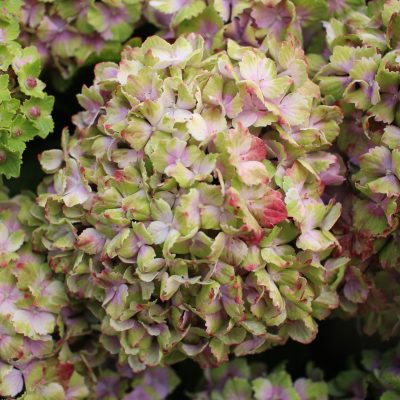 HORTENSIA