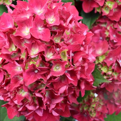 HORTENSIA