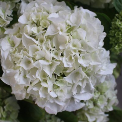 hortensia