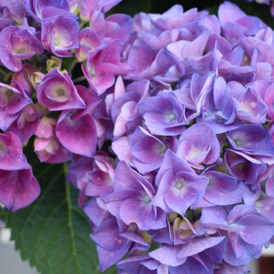 hortensia