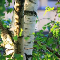 birch-2539128_1920