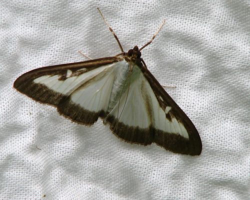 butterfly-ga51f1731a_1920 pyrale