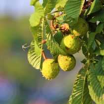 chestnut-3722518_1920
