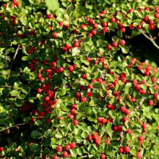 cotoneaster-3740903_1920