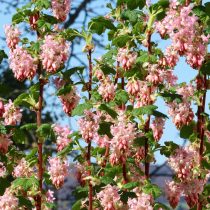 currant-5022754_1920
