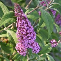 flower-4303150_1920 (1)