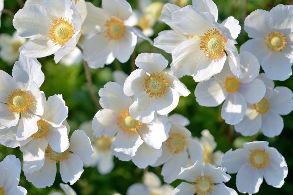 flowers-167895_1920 flowers-167895_1920