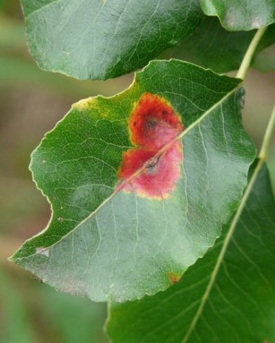 gymnosporangium-fuscum-59906_1920 (1) (Copier) soin des plantes