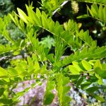 honey-locust-5250978_1920 honey-locust-5250978_1920