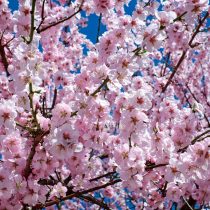 japanese-cherry-blossom-2168858_1920