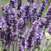 lavender-4348354_1920