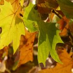 leaves-10706_1920 leaves-10706_1920