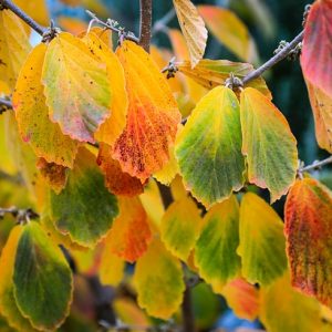 leaves-3794576_640 hamamelis
