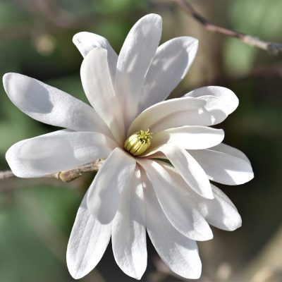 magnolia-gff05046b1_1920