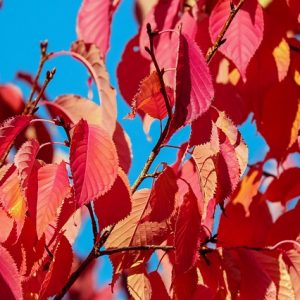 ornamental-tree-1761298_640 prunus