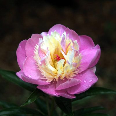 pivoine Gay paree