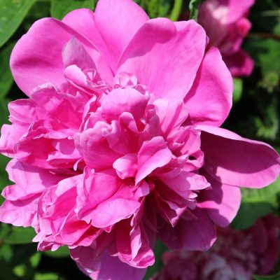 pivoine bouquet perfect