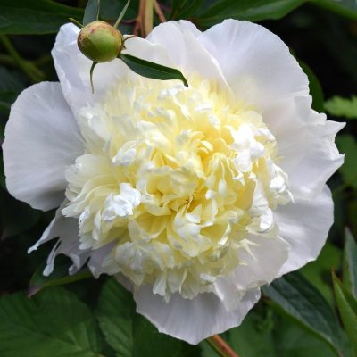 pivoine Duchesse de Nemours