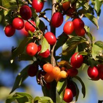 red-berries-5445647_1920