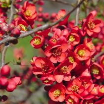spring-4089302_1920