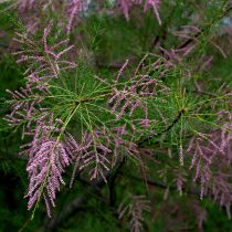 tamarix-tetrandra-2351849_1920